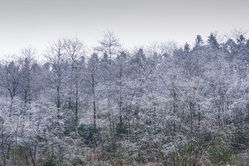 雾凇 雪景