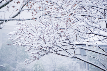 傲雪寒梅