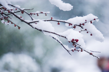 傲雪寒梅