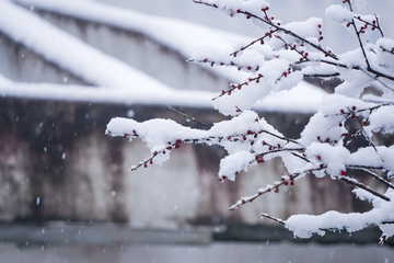 傲雪寒梅