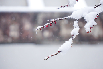 傲雪寒梅
