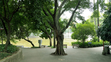 岭南文化公园大榕树