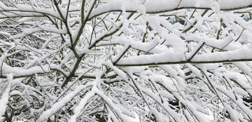 雪压树枝