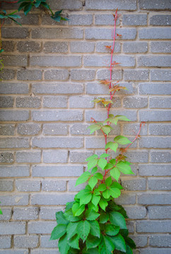 植物墙