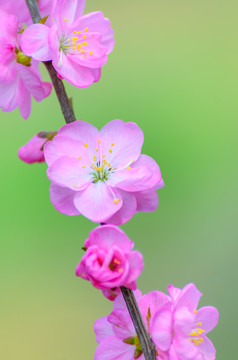 春天的花