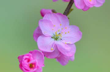 春天的花