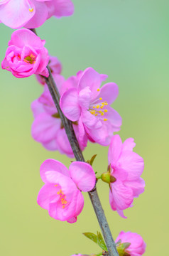 春天的花