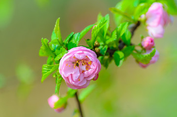 春天的花