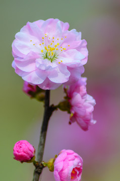 春天的花