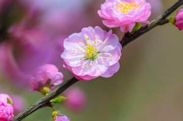 春天的花