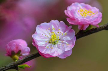 春天的花
