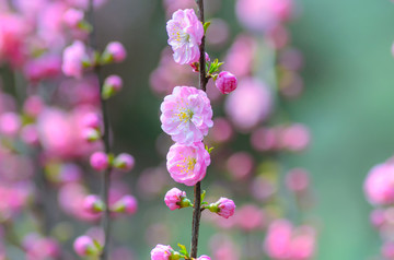 春天的花