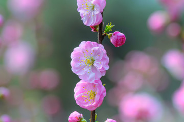 春天的花