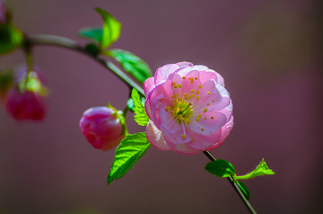 蔷薇