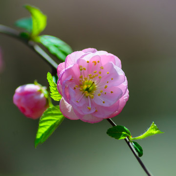 蔷薇