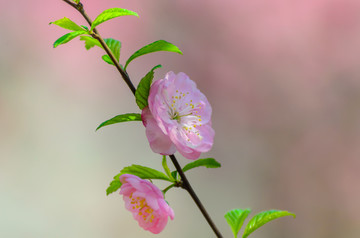 蔷薇