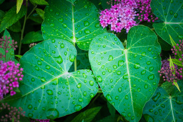 叶子上的雨滴