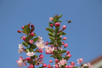 海棠花枝