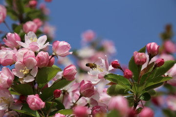 蜜蜂采花