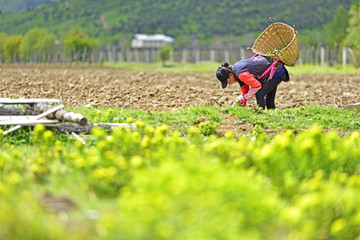 藏族女人在田里劳动