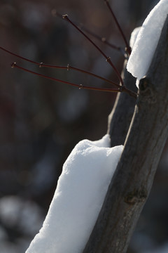 雪景
