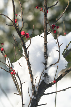 雪景