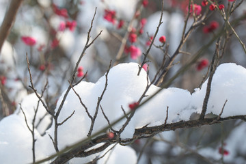 雪景