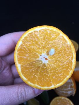 皇帝柑 柑橘