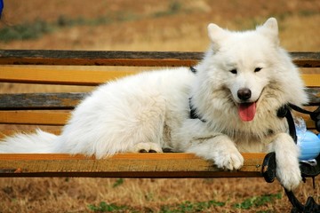 白色犬