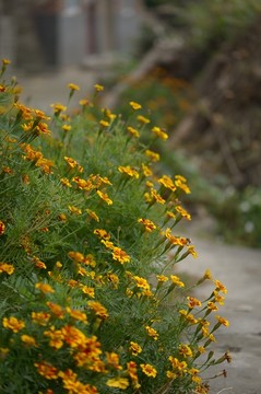 孔雀菊