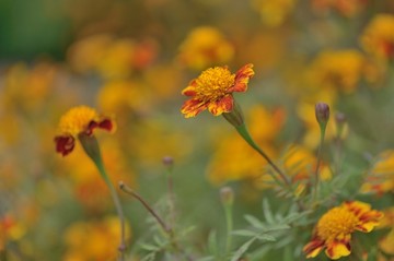 孔雀菊