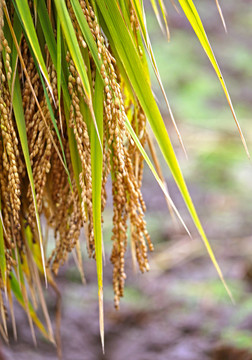 丰收 割麦子 收割水稻