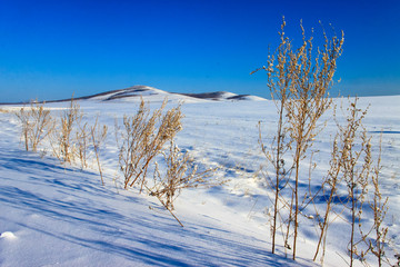 山坡雪原野蒿