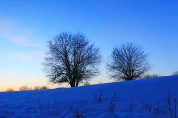 雪原树林 朝阳风景