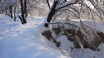 北方 雪林