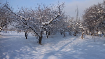 北方 雪林