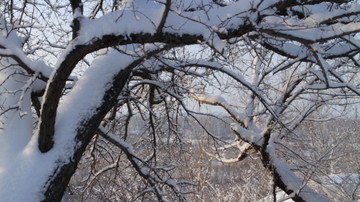 北方 雪树