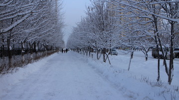 大雪 林中小道