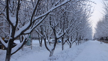 大雪 林中小道