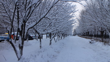 大雪 林中小道