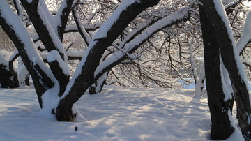 大雪 琼枝