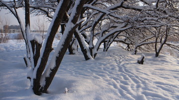 大雪 树林