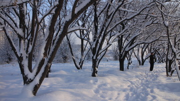 大雪 树林