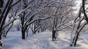 大雪 树林