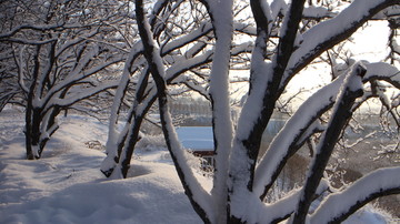 大雪 树林