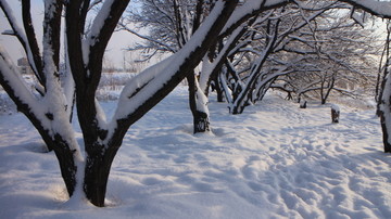 大雪 树林