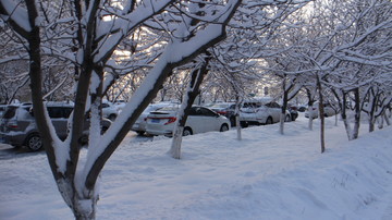 大雪 树林 车流