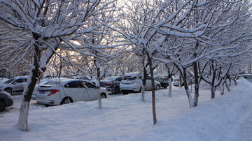 大雪 树林 车流