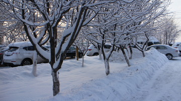 大雪 树林 车流