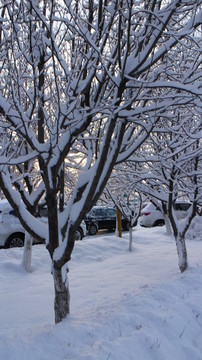 大雪 树林 车流